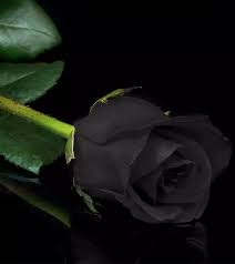 Black Rose